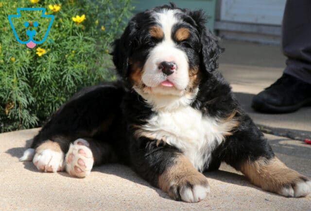 Relaxed Bernese Mountain Dog puppy stretched out on a sunny patio, showing off a plush tri-color coat, chunky paws, and a tiny peek of its tongue with cheerful yellow flowers nearby. image