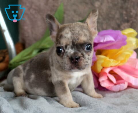 Granite French Bulldog