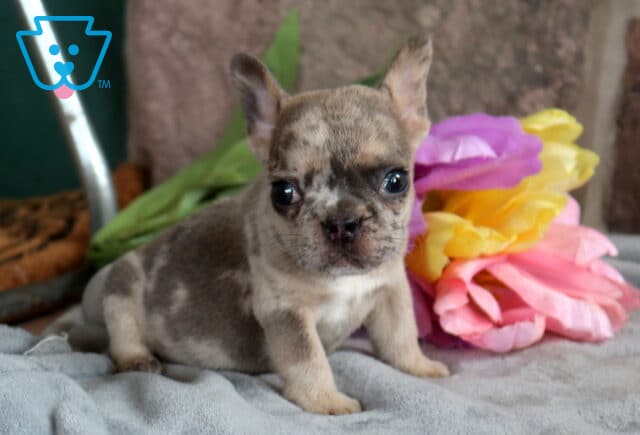 Granite French Bulldog image