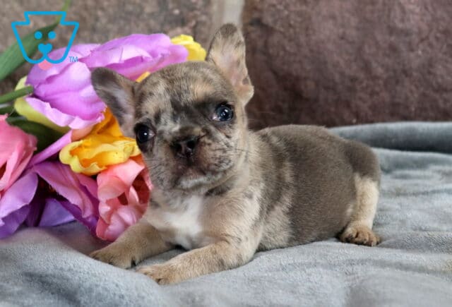 Granite French Bulldog2 image