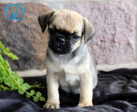 Adorable Jug puppy with a soft fawn coat and black facial mask sitting on a dark blanket, tilting its head curiously beside trailing green foliage and a stone wall backdrop.
