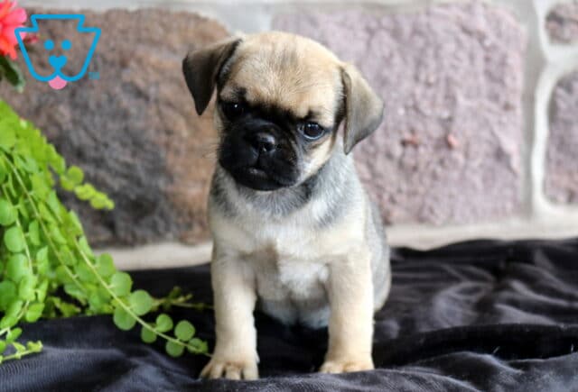 Adorable Jug puppy with a soft fawn coat and black facial mask sitting on a dark blanket, tilting its head curiously beside trailing green foliage and a stone wall backdrop. image