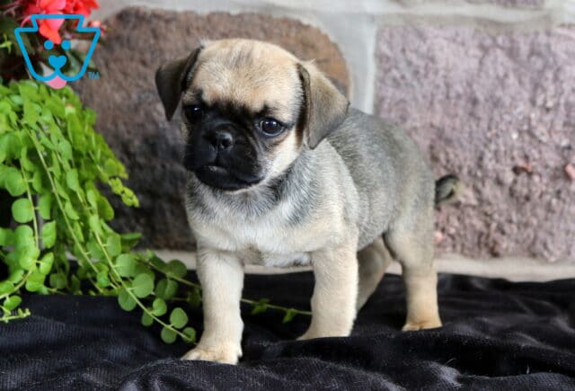 Handsome Jug puppy with a silver-fawn coat and black muzzle standing on a dark blanket beside cascading greenery, showing an attentive expression and sturdy little stance against a stone backdrop. image