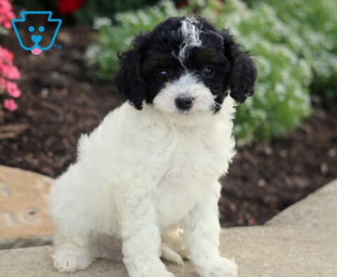 Gunther Cavapoo2