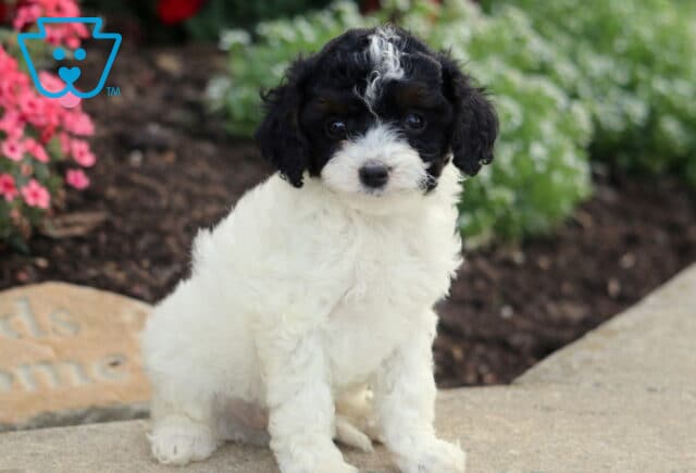 Gunther Cavapoo2 image