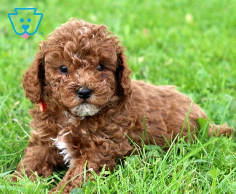 Gunther Mini Poodle