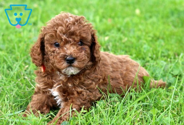 Gunther Mini Poodle image