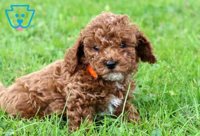 Gunther Mini Poodle2 image