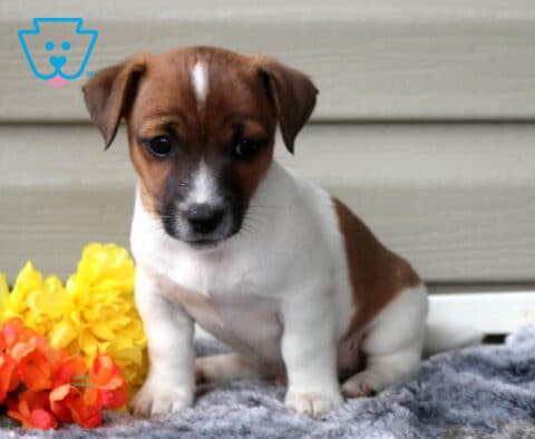 Gus Jack Russell