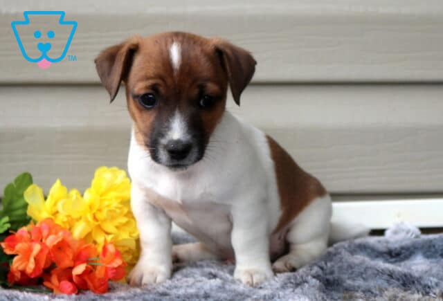 Gus Jack Russell image