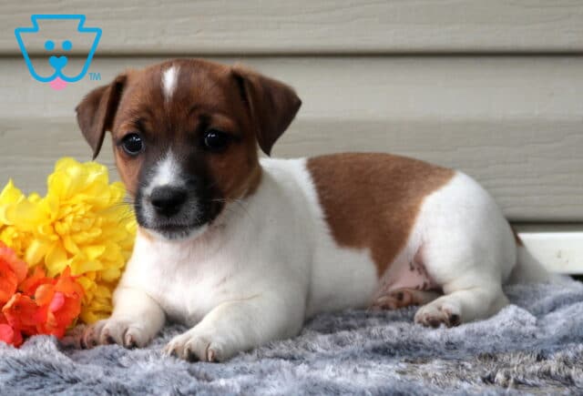 Gus Jack Russell2 image