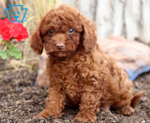 Hannah Cavapoo