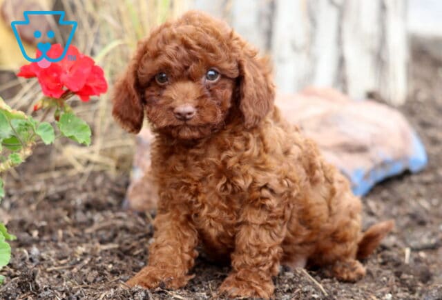 Hannah Cavapoo image