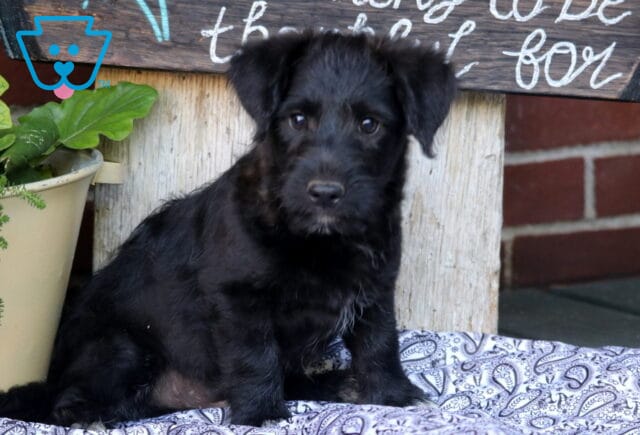 Adorable black Corgipoo puppy sitting on a patterned blanket beside a potted plant, showing a fluffy dark coat, wispy facial fur, and curious brown eyes in a charming porch-side setting. image