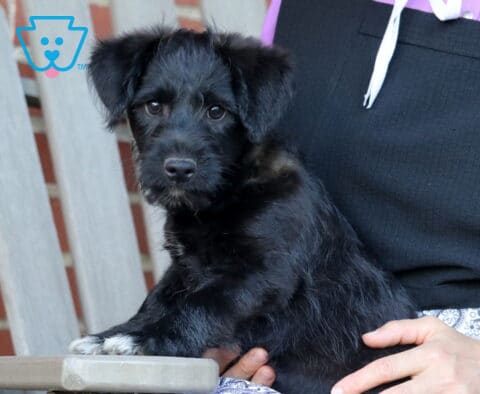 Black Corgipoo puppy with a soft, scruffy coat sitting beside a person on a porch chair, featuring floppy ears, bright brown eyes, and a gentle expression while posing calmly for the camera.