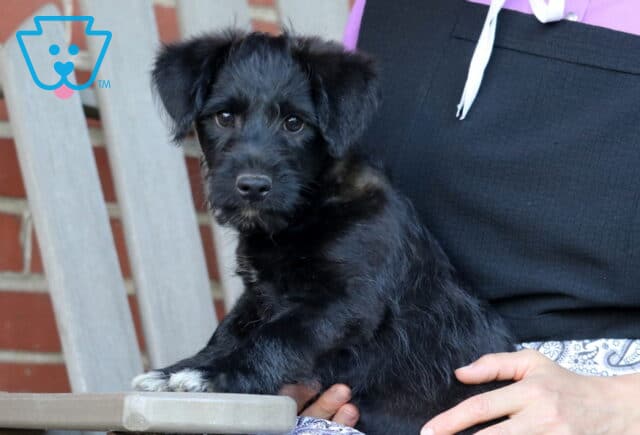 Black Corgipoo puppy with a soft, scruffy coat sitting beside a person on a porch chair, featuring floppy ears, bright brown eyes, and a gentle expression while posing calmly for the camera. image