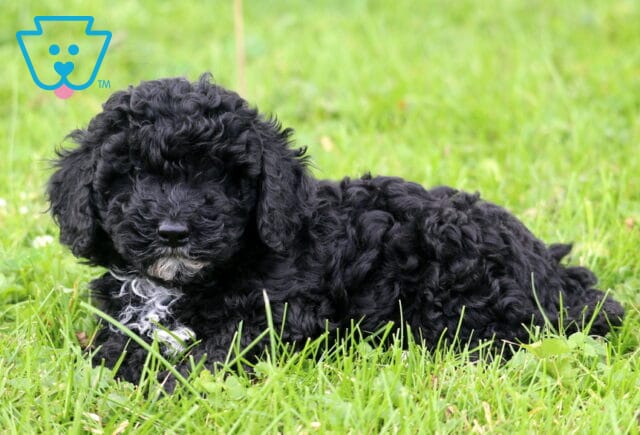 Hewie Mini Poodle image