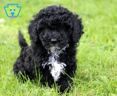 Hewie Mini Poodle2