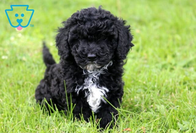 Hewie Mini Poodle2 image