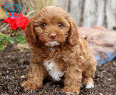 Hudson Cavapoo