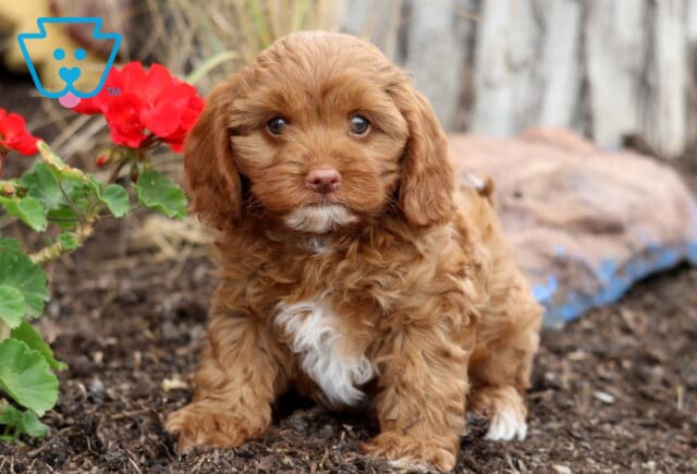Hudson Cavapoo image