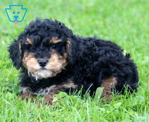 Hunter Mini Poodle