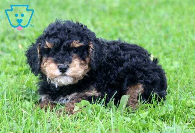 Hunter Mini Poodle image