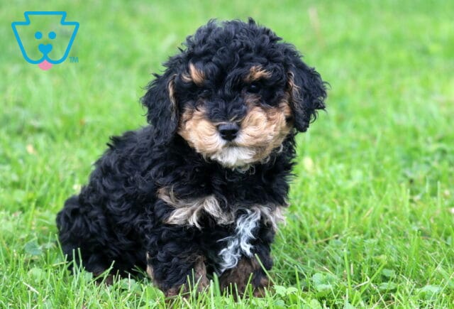 Hunter Mini Poodle2 image