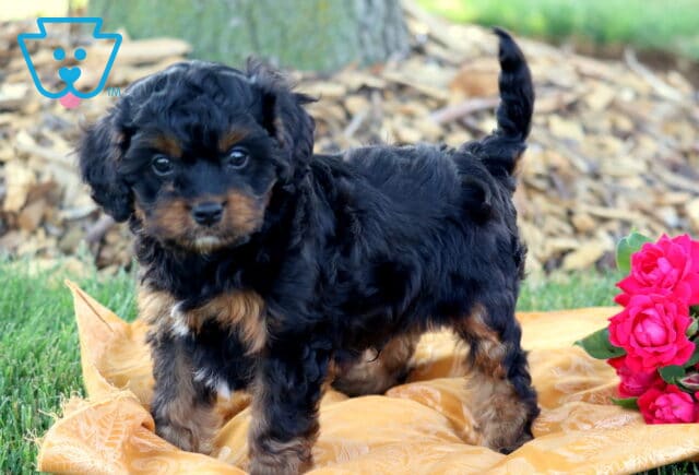 Ike Cavapoo image