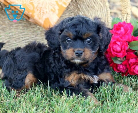 Ike Cavapoo2