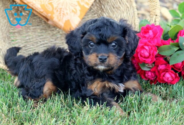 Ike Cavapoo2 image