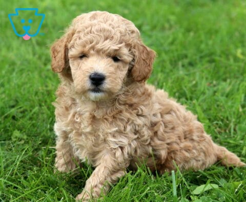 Jace Mini Poodle