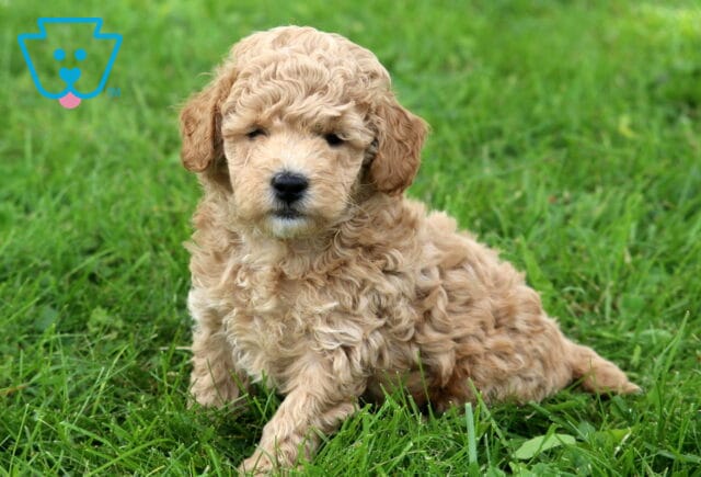 Cream-colored Mini Poodle puppy with a soft curly coat sitting in fresh green grass, featuring a fluffy teddy bear face, floppy ears, and an adorable calm expression. image