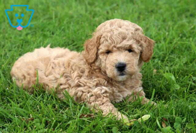 Light apricot Mini Poodle puppy relaxing in lush green grass, showing off a fluffy curly coat, sweet floppy ears, and a gentle expression that highlights its adorable teddy bear appearance. image