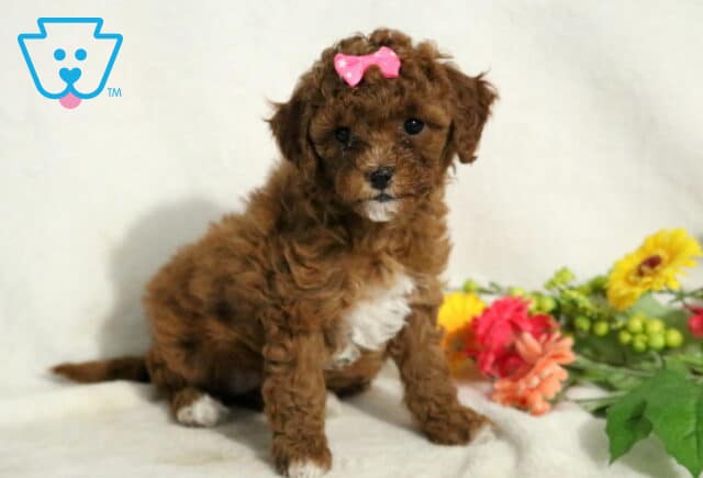 Jasmine Cavapoo image