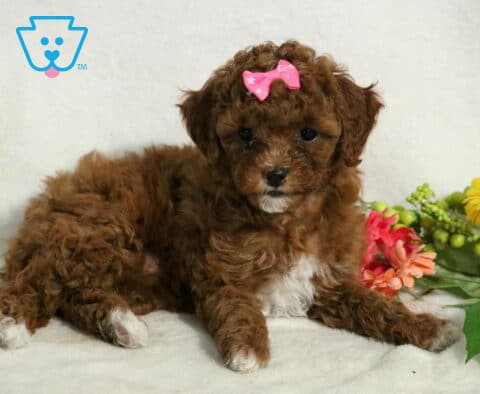 Jasmine Cavapoo2
