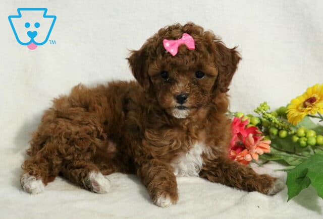 Jasmine Cavapoo2 image