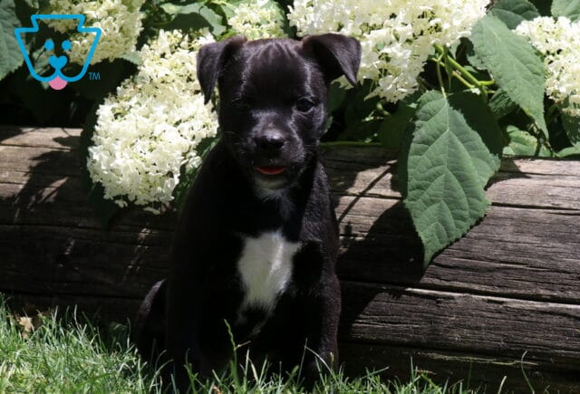 Jax Pug Mix image