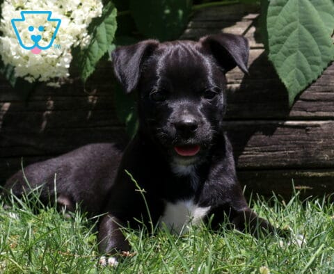 Jax Pug Mix2
