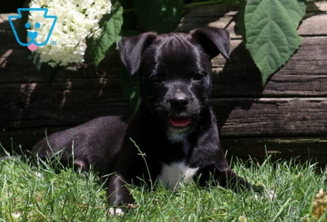 Jax Pug Mix2 image
