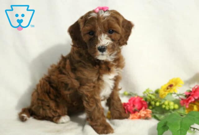 Jayla Cavapoo image