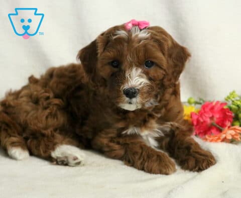 Jayla Cavapoo2