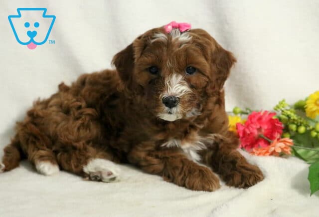 Jayla Cavapoo2 image