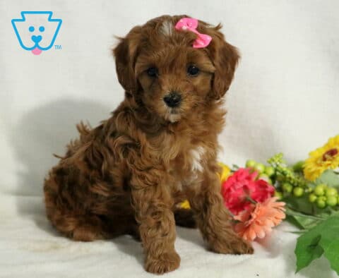 Jelly Cavapoo