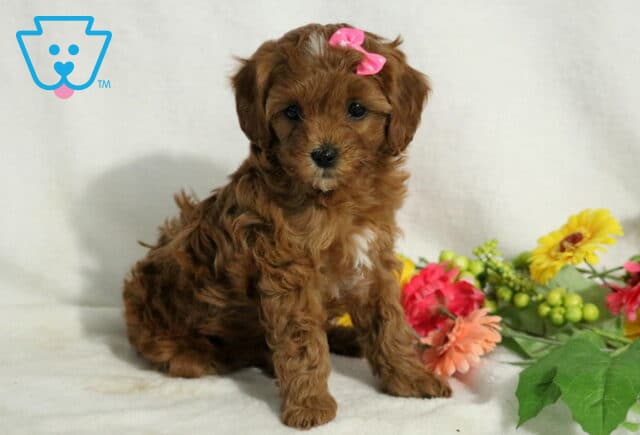 Jelly Cavapoo image
