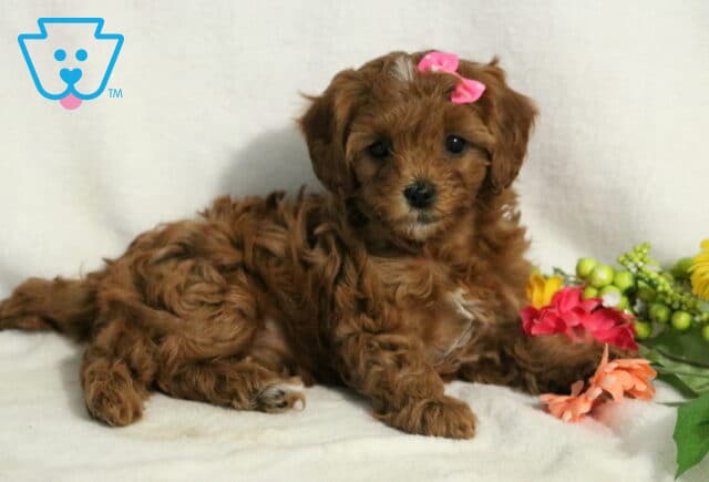 Jelly Cavapoo2 image