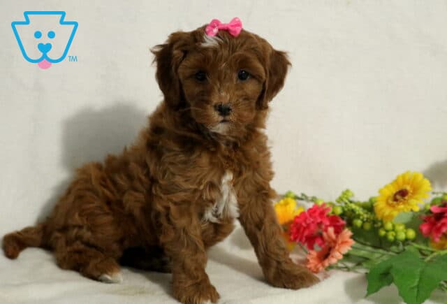 Jessa Cavapoo image