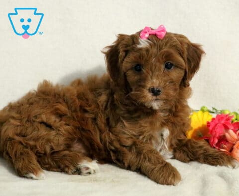 Jessa Cavapoo2