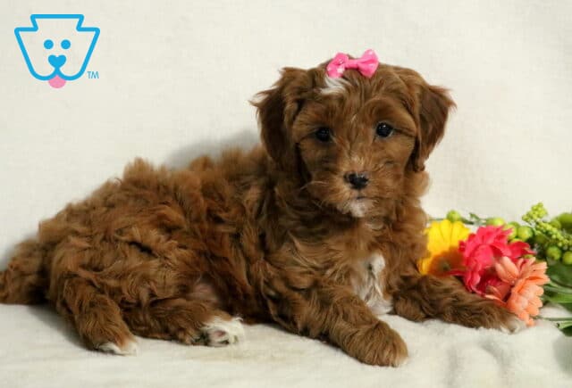 Jessa Cavapoo2 image