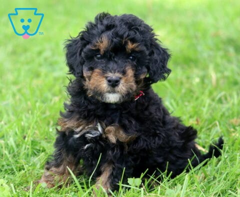 Jessa Mini Poodle